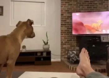 Cachorro chora ao assistir Mufasa morrer e o vídeo é de lindo demais