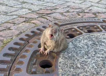 Rato gordinho fica entalado em bueiro e é salvo por bombeiros