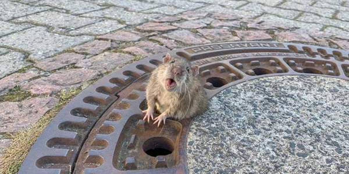 Rato gordinho fica entalado em bueiro e é salvo por bombeiros