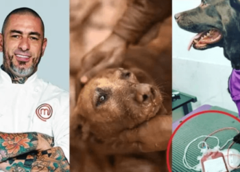 Apresentador doa sangue de sua cachorrinha aos animais de Brumadinho