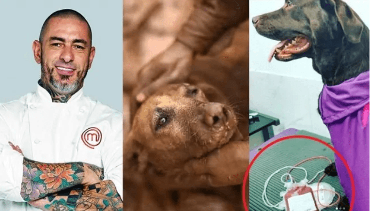 Apresentador doa sangue de sua cachorrinha aos animais de Brumadinho