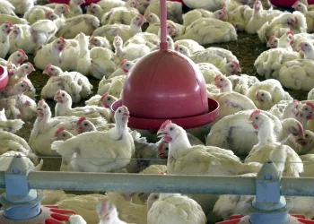 Anvisa proíbe venda de lotes de frango da Perdigão