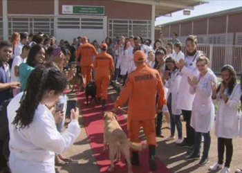 No DF, cães dos bombeiros voltam de Brumadinho, são recebidos com tapete vermelho e recebem homenagens