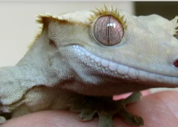 Não mate lagartixa e saiba que ela é uma aliada na hora de cuidar da sua casa