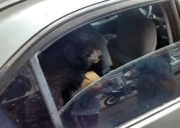 Cachorro trancado em carro é resgatado no RJ após latir por socorro