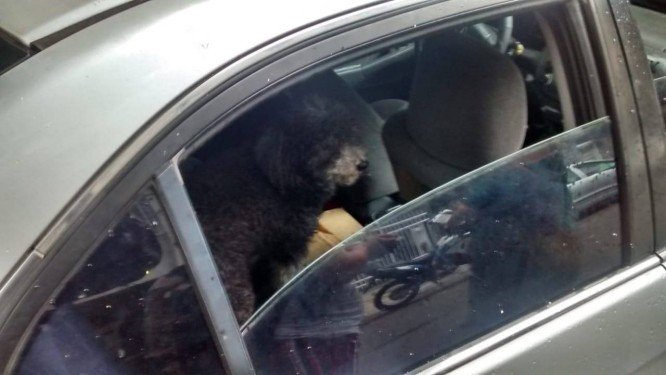 Cachorro trancado em carro é resgatado no RJ após latir por socorro