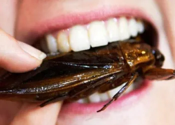 Você sabia que chocolate contém grande quantidade de pedaços de baratas mortas?