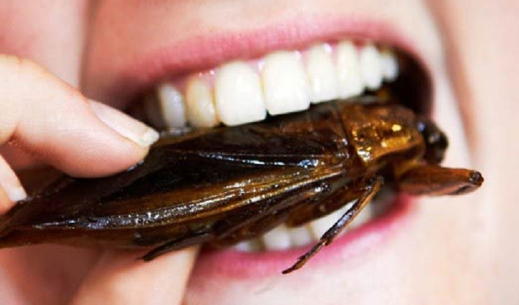 Você sabia que chocolate contém grande quantidade de pedaços de baratas mortas?