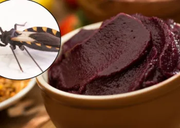 Confirmada, pela Vigilância sanitária, contaminação de açaí pela Doença de Chagas