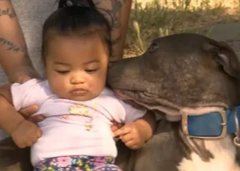 Pitbull salva vida de bebê ao arrastá-la pela fralda durante incêndio