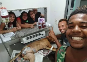 CÃO BALEADO EM OPERAÇÃO NA VILA ALIANÇA É SOCORRIDO E TEM PATA TRASEIRA AMPUTADA