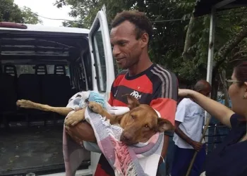 CÃO ATINGIDO POR BALA PERDIDA EM COMUNIDADE NA ZONA OESTE MORREU