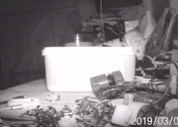Homem descobre que rato arruma suas ferramentas durante a noite