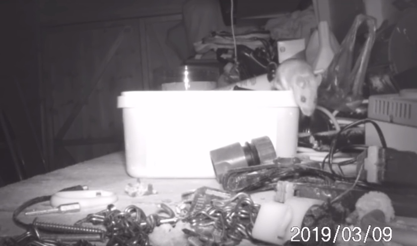 Homem descobre que rato arruma suas ferramentas durante a noite