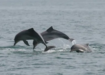 Boto no Rio? Só na bandeira