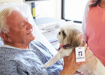 Agora é lei: animais domésticos podem visitar pacientes internados