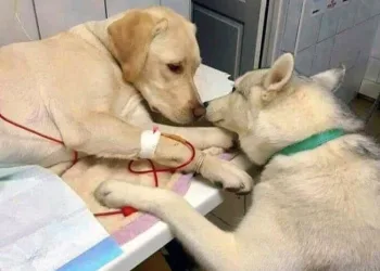 Cão conforta amigo em clínica veterinária e foto viraliza