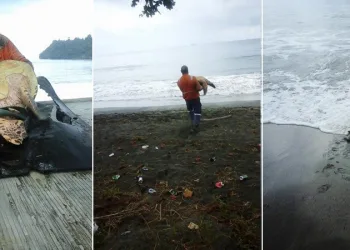 Homem compra tartarugas em mercado de carnes para devolvê-las ao mar