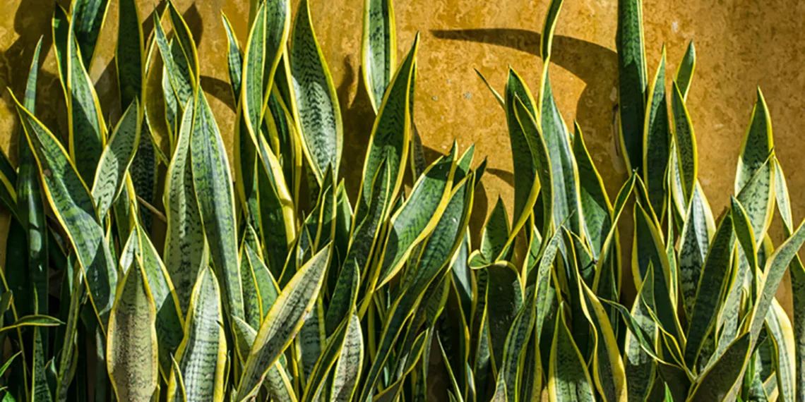 Conheça uma simpatia fácil para acalmar seu filho agitado