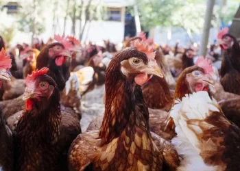 Três mil galinhas se unem e matam raposa que invadiu galpão