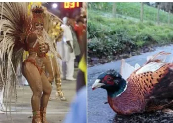 Carnaval É Brutal Com Animais De Pena, Veja Como Sofrem