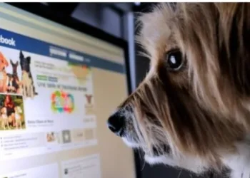 Facebook proíbe venda de animais na rede social: os usuários poderão denunciar as publicações de venda