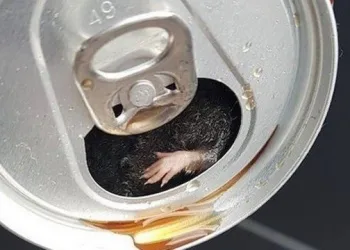 Homem  diz ter achado rato em lata de refrigerante