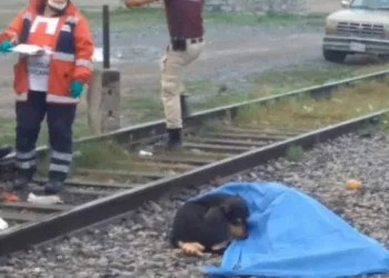 Cão fica ao lado do corpo do dono, morto em linha de trem, mostrando total lealdade