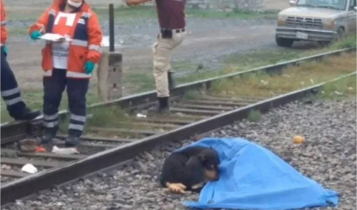 Cão fica ao lado do corpo do dono, morto em linha de trem, mostrando total lealdade