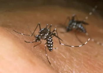 Rio de Janeiro tem 16 mil casos de febre chikungunya registrados apenas em 2019