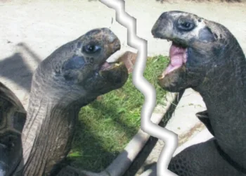 Casal de tartarugas se separa após 115 anos de união, e motivo é surpreendente