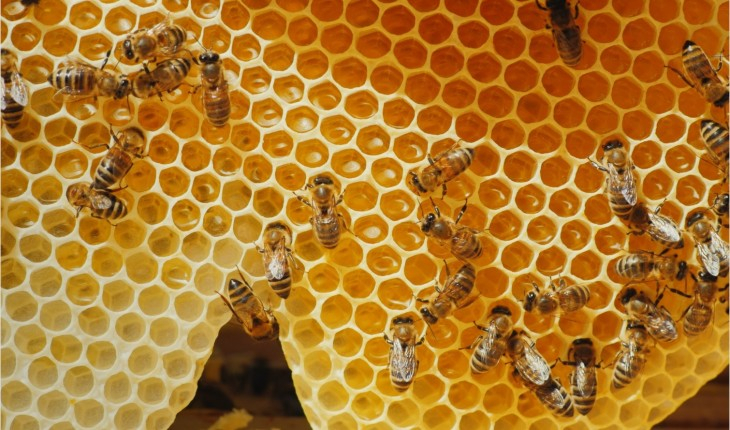 Milagre? Cerca de 200 mil abelhas sobreviveram ao incêndio na Catedral de Notre Dame