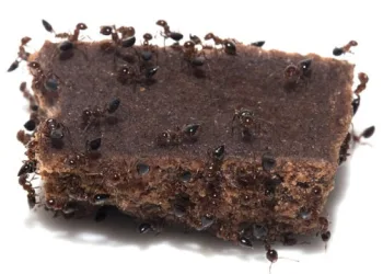 Nunca coma Alimentos sobre os quais Formigas andaram. Elas carregam mais Doenças que as Baratas!
