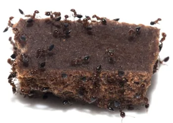 Nunca coma Alimentos sobre os quais Formigas andaram. Elas carregam mais Doenças que as Baratas!