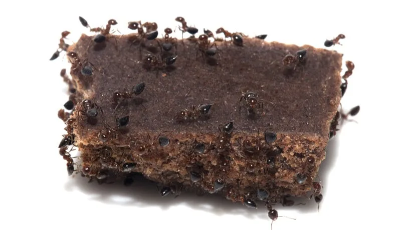 Nunca coma Alimentos sobre os quais Formigas andaram. Elas carregam mais Doenças que as Baratas!