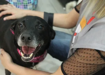 Shopping na Zona Oeste realiza campanha de adoção de cães e gatos