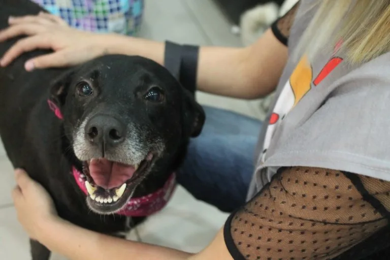Shopping na Zona Oeste realiza campanha de adoção de cães e gatos