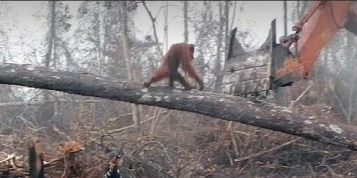 Orangotango luta contra escavadeira para salvar sua floresta de desmatamento