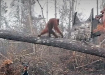 Orangotango luta contra escavadeira para salvar sua floresta de desmatamento