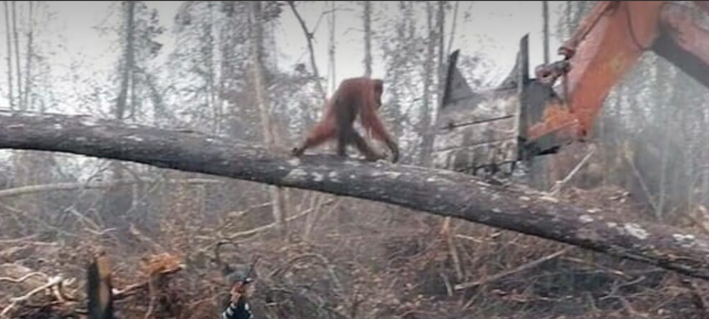 Orangotango luta contra escavadeira para salvar sua floresta de desmatamento