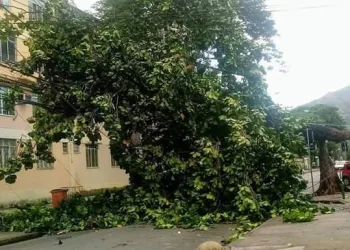 Arvore cai e interdita rua próxima ao Ponto Chic