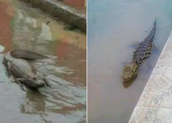 Perigo nas ruas de Santa Cruz! Jacarés à solta no Rola