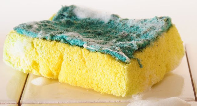 Esponja acumula 680 milhões de fungos e bactérias em 15 dias