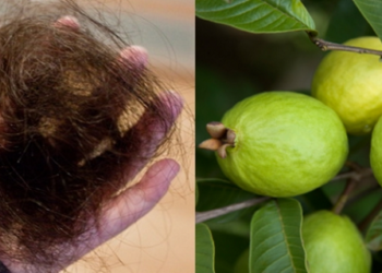 Folhas da goiabeira evitam 100% da queda do cabelo e o fazem crescer rapidamente.