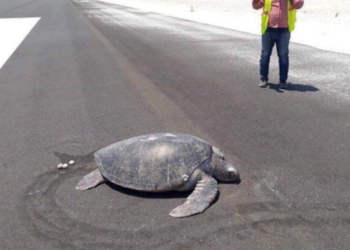 Tartaruga põe ovos em pista de aeroporto onde antes era uma praia