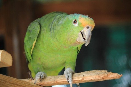 STJ reconhece direitos e dignidade de papagaio em decisão judicial