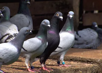 Saúde: Pombo é um rato com asas diz especialista