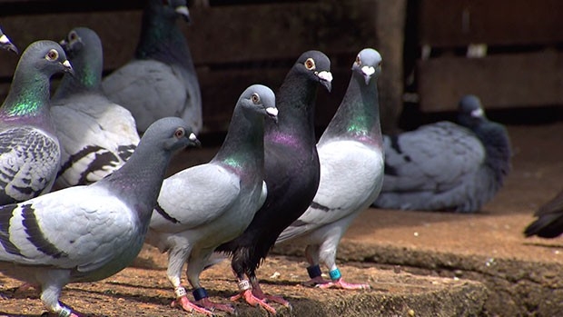 Saúde: Pombo é um rato com asas diz especialista