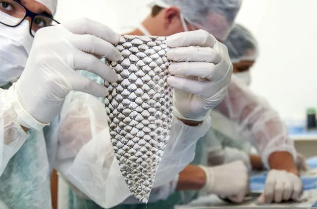 Mulher trans recupera bimbinha com tilápia