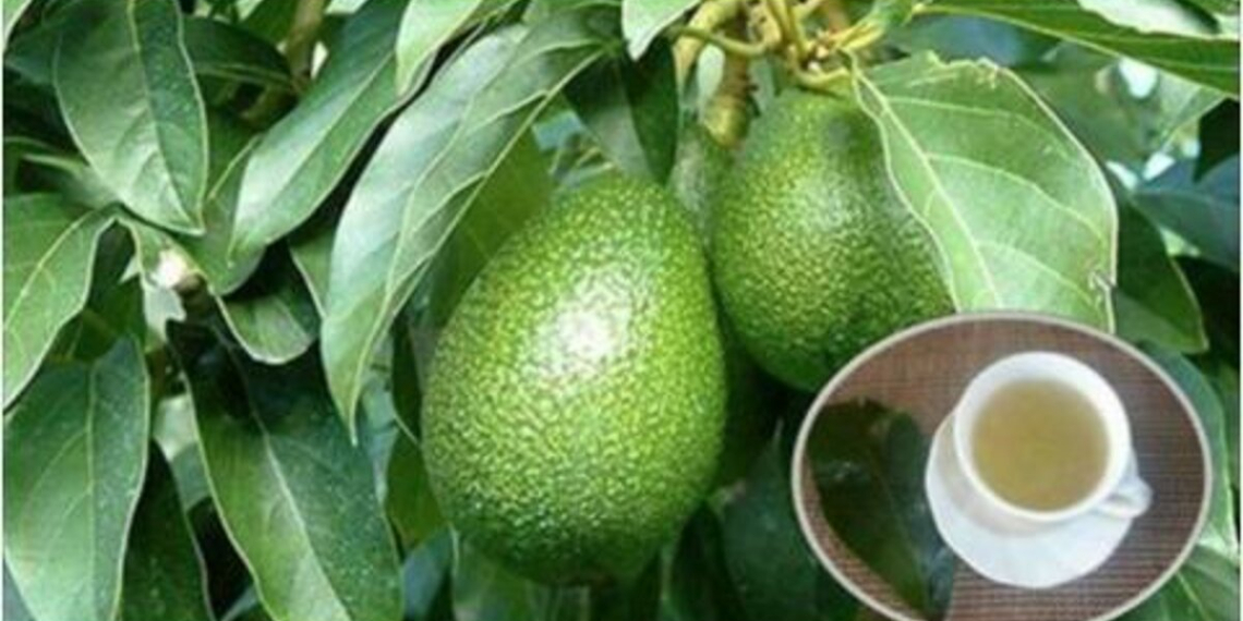 As folhas de abacate e suas incríveis propriedades medicinais!